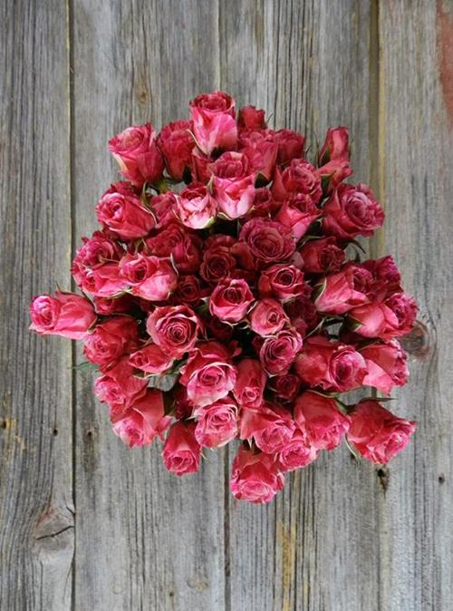 PINK FLASH   BI-COLOR (HPK/PNK) SPRAY ROSES